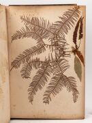 "NEW ZEALAND FERNS" by ERIC CRAIG, circa 1880. A stunning tome of pressed New Zealand fern specimens attractively displayed and captioned. Title page includes Maori cartes-de-visite portraits and lithograph view "SCENE IN TIKITAPU BUSH NEAR OHINEMUTU". Re - 7
