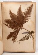 "NEW ZEALAND FERNS" by ERIC CRAIG, circa 1880. A stunning tome of pressed New Zealand fern specimens attractively displayed and captioned. Title page includes Maori cartes-de-visite portraits and lithograph view "SCENE IN TIKITAPU BUSH NEAR OHINEMUTU". Re - 8