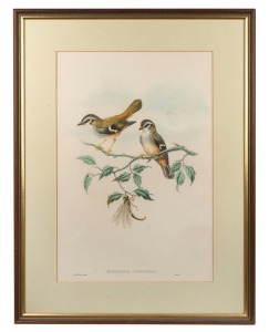 JOHN GOULD (1804 - 1881), Heteromyias Cinereifrons (Ashy-Fronted Fly Catcher), hand-coloured engraving, descriptive page affixed verso, 51 x 34cm, 70 x 53cm overall