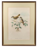 JOHN GOULD (1804 - 1881), Heteromyias&nbsp;Cinereifrons&nbsp;(Ashy-Fronted Fly Catcher), hand-coloured engraving, descriptive page affixed verso, 51 x 34cm, 70 x 53cm overall