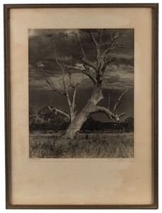 PEG CLARKE "A Warrior" black and white albumen print of a gumtree, signed and titled in pencil in the lower margin, sheet size 31 x 25cm, 50 x 37cm overall