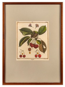 A set of four antique French hand-coloured engravings depicting fruits, 18th century, attractively framed and mounted, 62 x 44cm each overall