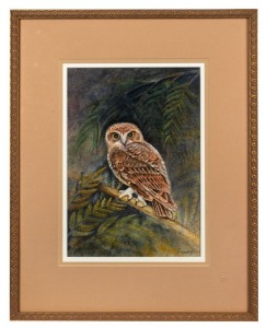 PATRICIA GEARY, (wood owl), watercolour, signed lower right "P. Geary", 31 x 21cm, 50 x 40cm overall; Together with two framed antique ornithological coloured prints. (3 items).