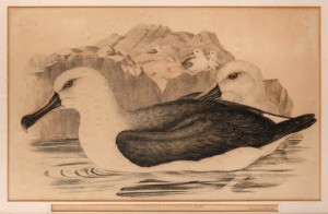 JOHN GOULD (1804 - 1881), Diomedea Culminata (Albatross), hand-coloured engraving, 35 x 54cm, 62 x 82cm overall