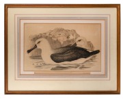 JOHN GOULD (1804 - 1881), Diomedea Culminata&nbsp;(Albatross), hand-coloured engraving, 35 x 54cm, 62 x 82cm overall - 2