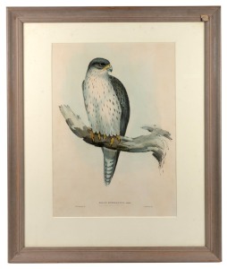 JOHN GOULD (1804 - 1881), Falco Hypoleucos (Grey Falcon), hand-coloured engraving, 49 x 35cm, 71 x 60cm overall