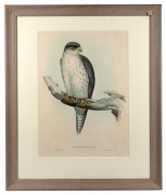 JOHN GOULD (1804 - 1881), Falco Hypoleucos (Grey Falcon), hand-coloured engraving, 49 x 35cm, 71 x 60cm overall