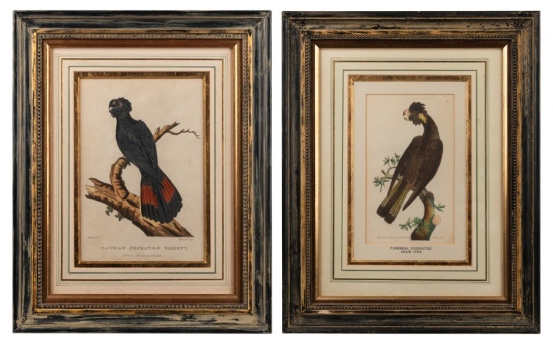 Hand-coloured antique copper plate engravings: I.) "Banksian Cockatoo Variety" by Latham, 1789, II.) "The Funereal Cockatoo" by Shaw/Nodder, 1794, 44 x 34cm each overall