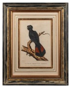 Hand-coloured antique copper plate engravings: I.) "Banksian Cockatoo Variety" by Latham, 1789, II.) "The Funereal Cockatoo" by Shaw/Nodder, 1794, 44 x 34cm each overall - 2