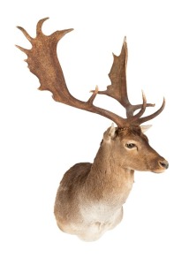 A shoulder mount taxidermy fallow&nbsp;deer head, 20th century, 113cm high, 60cm wide