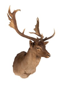 A shoulder mount taxidermy fallow&nbsp;deer head, 20th century, 95cm high, 55cm wide