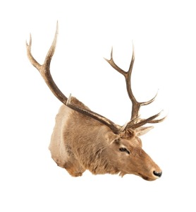 An impressive 12 point Mongolian elk, shoulder mount, 160cm high, 115cm wide, 116cm deep