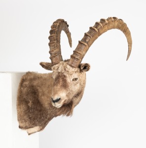 A shoulder mount taxidermy ibex,&nbsp; 90cm high, 47cm across the rack&nbsp;