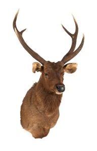 A sambar&nbsp;deer shoulder mount,&nbsp; 135cm high, 69cm across the rack