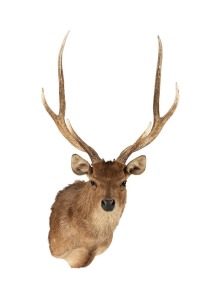 A rusa deer taxidermy shoulder mount, 125cm high, 62cm across the rack