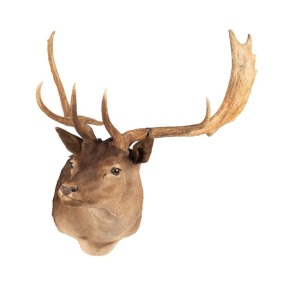 A shoulder mount taxidermy fallow&nbsp;deer head, 20th century, 79cm high, 75cm wide