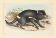 JOHN GOULD (1804-1881), Tasmanian Devil (Sarcophilus Ursinus), hand-coloured engraving from the 1851 edition of "The Mammals of Australia", 33 x 51.5cm, 58 x 76cm overall