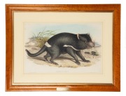 JOHN GOULD (1804-1881), Tasmanian Devil (Sarcophilus Ursinus), hand-coloured engraving from the 1851 edition of "The Mammals of Australia", 33 x 51.5cm, 58 x 76cm overall - 2