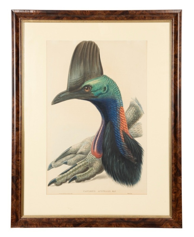 JOHN GOULD (1804-1881), Cassowary (Casuarius Australis), hand-coloured engraving from "The Birds Of Australia", 53 x 34.5cm, 75 x 58cm overall