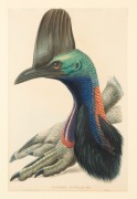 JOHN GOULD (1804-1881), Cassowary (Casuarius Australis), hand-coloured engraving from "The Birds Of Australia", 53 x 34.5cm, 75 x 58cm overall - 2