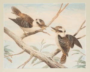 NEVILLE CAYLEY SENIOR (1853-1903), (two kookaburras), watercolour, signed lower left "Neville Cayley, 1896, Original", 50 x 62cm, 71 x 82cm overall