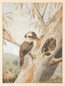 NEVILLE CAYLEY SENIOR (1853-1903), (kookaburra feeding young), watercolour, signed lower right "Neville Cayley", 61 x 46cm, 85 x 70cm overall
