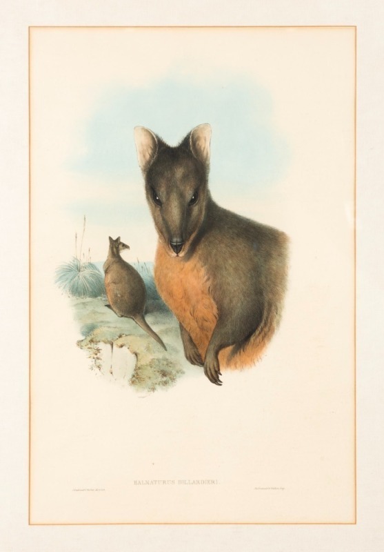 JOHN GOULD (1804-1881), Tasmanian Wallaby (Halmaturus Billardieri), hand-coloured engraving from the 1851 edition "The Mammals of Australia", descriptive page verso, 53 x 35cm, 79 x 59cm overall