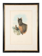 JOHN GOULD (1804-1881), Tasmanian Wallaby (Halmaturus Billardieri), hand-coloured engraving from the 1851 edition "The Mammals of Australia", descriptive page verso, 53 x 35cm, 79 x 59cm overall - 2