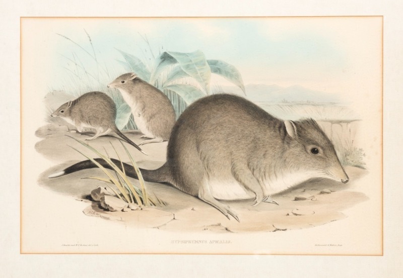 JOHN GOULD (1804-1881), Hypsiprymnus Apicalis (Tasmanian Rat - Kangaroo), hand-coloured engraving, descriptive page verso, 35 x 54cm, 60 x 77cm overall