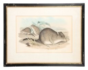 JOHN GOULD (1804-1881), Hypsiprymnus Apicalis (Tasmanian Rat - Kangaroo), hand-coloured engraving, descriptive page verso, 35 x 54cm, 60 x 77cm overall - 2