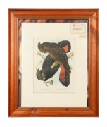 GRACIUS JOSEPH BROINOWSKI&nbsp;(1837-1913), Leach's Cockatoo / Banksia Cockatoo, colour lithograph print, ​​​​​​​32 x 24cm, 61 x 51cm overall