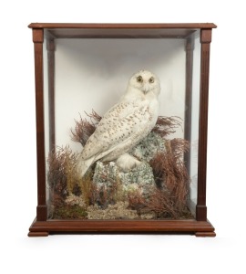 A taxidermy snowy owl in glass case, 20th century, 77cm high, 69cm wide, 44cm deep. PROVENANCE: The Owston sale, Bonhams Auctions, 26th June, 2010, lot 1257