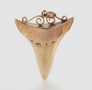 PERRYMAN of Adelaide 9ct gold mounted shark tooth pendant with engraved decoration, circa 1880, stamped " Perryman 9c" with lion mark, 4cm high overall