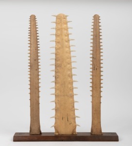A sawfish rostrum display mounted on wooden stand, 62cm high