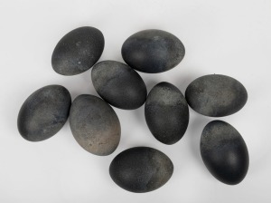 Nine assorted un-decorated vintage emu eggs