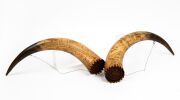 A pair of Australian powder horns engraved with animals, ships, Aboriginal warrior, crown, kangaroo and emu, both engraved "THIS WAS DONE BY HENRY CAROLYN" and dated "1854" and "1855", both with carved cedar end pieces. ​​​​​​​46cm and 47cm long