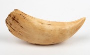 A scrimshaw whale's tooth engraved with two views of a tallship, 15.5cm long - 2