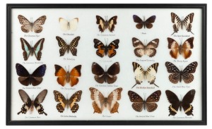 Framed butterfly display, 20th century, ​​​​​​​33 x 53cm overall