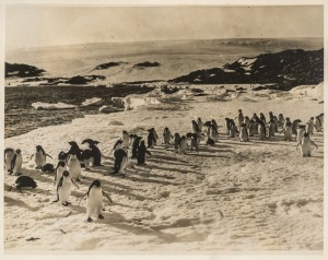 THE B.A.N.Z. ANTARCTIC EXPEDITION:Official original photograph by Captain Frank Hurley:Image B31 - Title: Summertime in King George Fifth Land,with official "MAWSON ANTARCTIC EXPEDITION" handstamp&nbsp;and release date "TUESDAY JUN. 2, 1931" verso, together wi