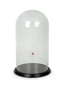 An antique French cylindrical glass dome on original ebonised pine base. 19th century.44cm high overall, base 27.5cm wide, internal height 43cm, internal diameter 23cm