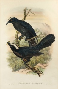 WILLIAM HART (English, 1830-1908), "Calliechthrus Leucolophus" (white-crowned black cuckoos), hand-colored lithograph book illustration from "Birds of New Guinea and the Adjacent Papuan Islands, Including Many Species Recently Discovered in Australia" by 