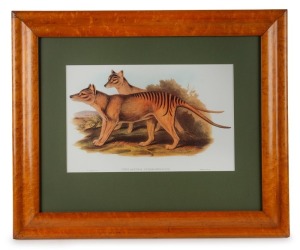 An antique English ogee moulded birds eye maple picture frame containing a modern lithograph print of Tasmanian tigers. The frame circa 1870. 52cm x 63cm wide overall.