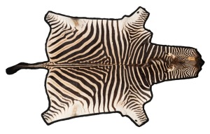 A good quality vintage taxidermy African plains zebra skin mounted on black felt backing, 20th century, 316cm long, 190cm wide.