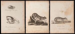"Vulpine Opossum" by Mazell&nbsp;(1789); "Martin Cat" by Mazell (1789); "Skeleton of the Head of the Vulpine Opossum" & "Skeleton of the Head of the Kangaroo" (both on one sheet) by Mazell (1789); copper engravings, sheet size 28 x 20cm. (3 items).