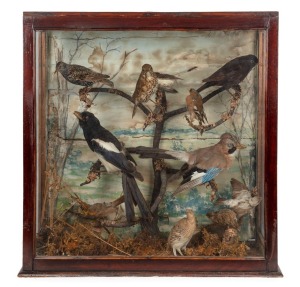 An antique English taxidermy&nbsp;display of twelve birds including a magpie, jay, quail and starling. Housed in a glass and stained timber&nbsp;case, circa 1890, 69cm high, 71cm wide, 28cm deep.