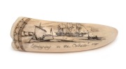 GARY TONKIN scrimshaw whale's tooth with whaling scene&nbsp;titled "Bringing in the Whale", signed lower left&nbsp;"G. Tonkin", 11.5cm wide