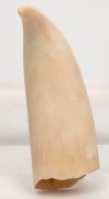 GARY TONKIN scrimshaw whale's tooth with tallship scene, signed lower right "G. Tonkin", 12.5cm high - 2