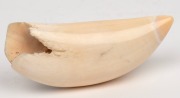 A scrimshaw whale's tooth with whaling&nbsp;scene titled "The Cutting", 11.5cm wide - 2