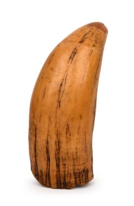 TABUA Fijian Chieftain's antique whale's tooth pendant, 19th century, 14cm wide