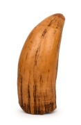 TABUA&nbsp;Fijian Chieftain's antique whale's tooth pendant, 19th century, 14cm wide
